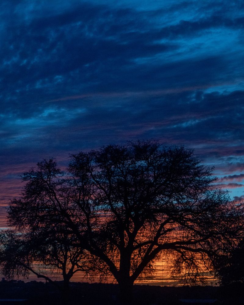 A spreading tree in silhouette under indigo clouds with a ribbon of magenta at the horizon.