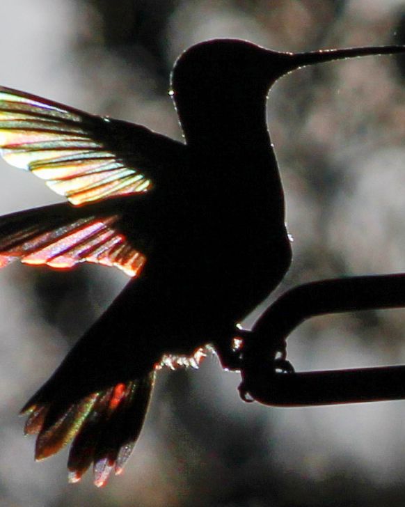 A hummingbird in silhouette beside a feeder, its raised wings glowing with rainbow light.